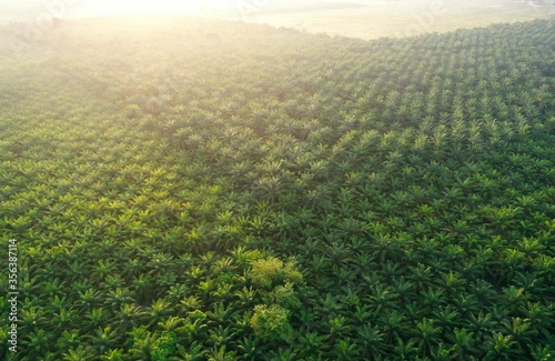 Morning fresh view of palm oil plantation from aerial shot.