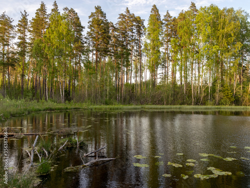 summer landscape with a lake and green trees on the lake shore