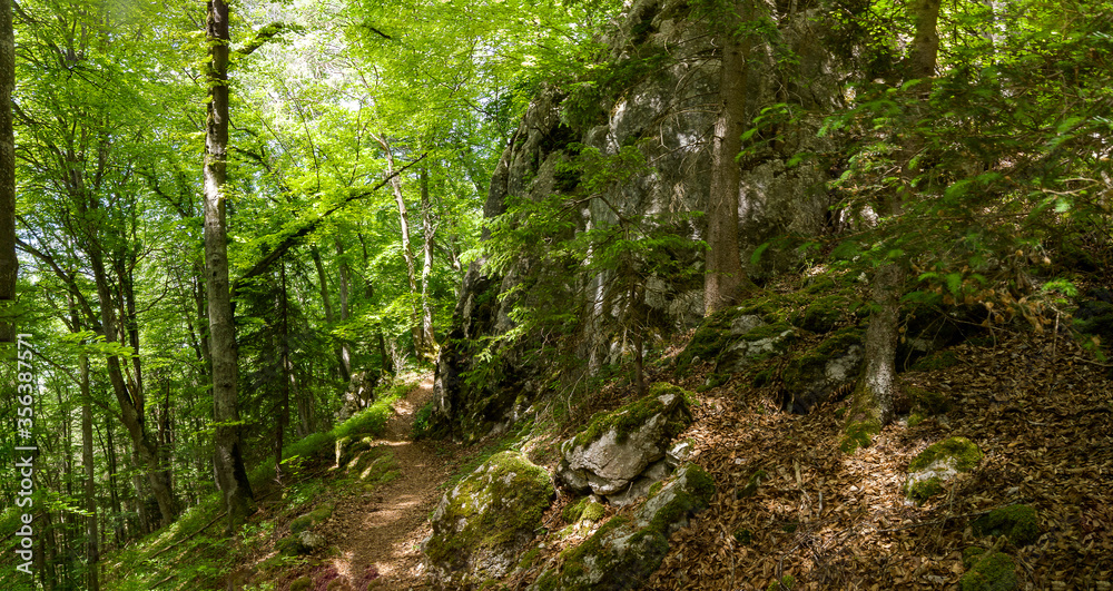 Obraz premium Die Waldlandschaft der Schwäbischen Alb