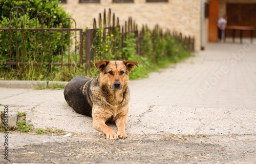 Sad german shepherd mix breed dog in gypsy village. Abused dogs. Dogs in Slovak gypsy village.