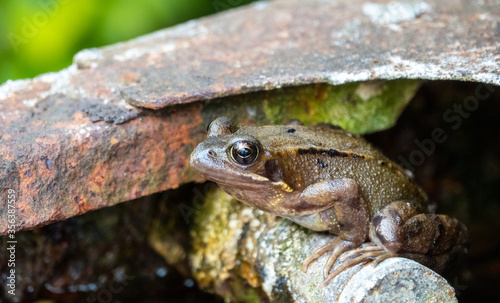 Common frog in the garden