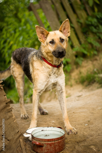 Starvation german shepherd mix dog in gypsy village. Mistreated poor dog with demodex. Dogs in Slovak gypsy village.