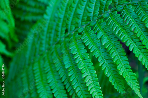 Fern leaf in forest. Fern leaf background