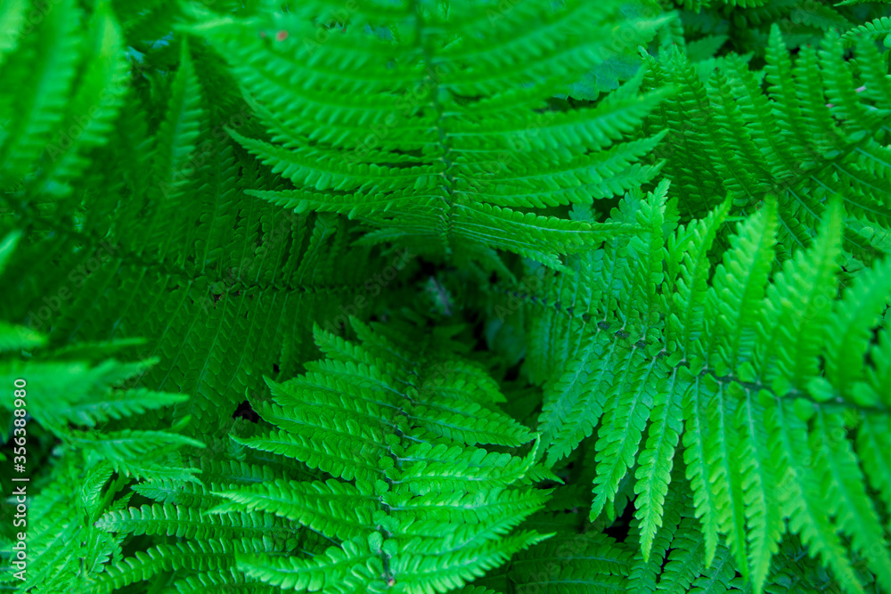 Fern leaf in forest. Fern leaf background