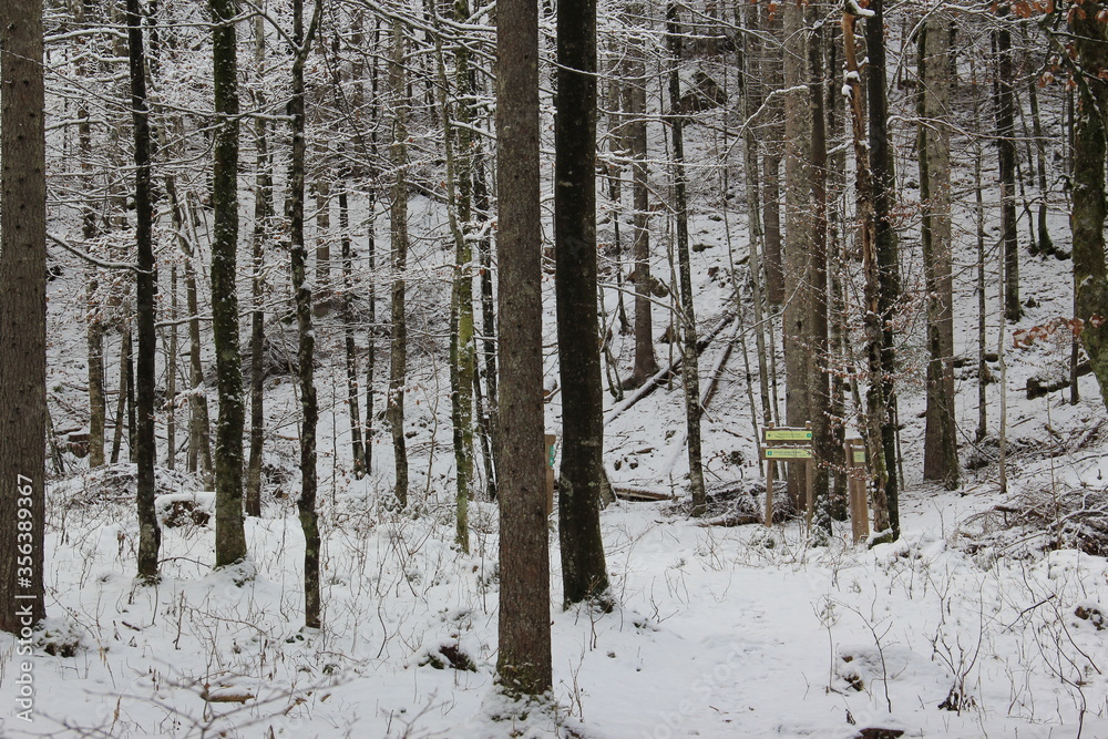 Fototapeta premium A path through the winter cold forest.