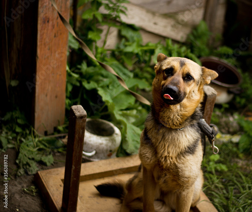 Cute and sad young mistreated german shepherd mix dog in gypsy village. Dogs in Slovak gypsy village.