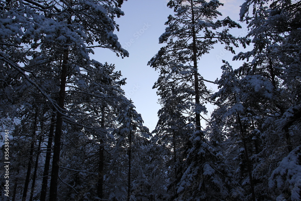 Spruces and other trees in a cold winter forest. Spruces and other trees in a cold winter forest.