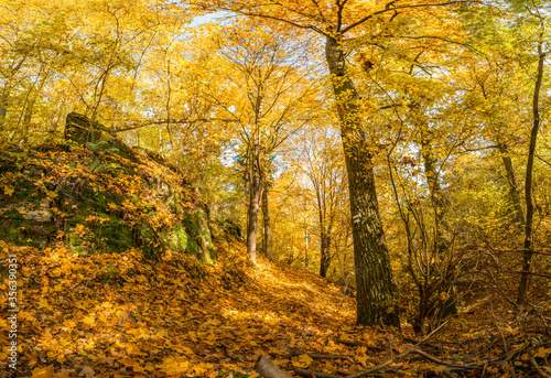 Fototapeta Naklejka Na Ścianę i Meble -  footpath nest to rocks in forest full of colorful leaves in autumn