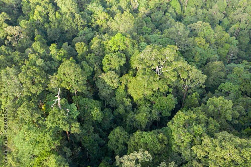 Naklejka premium Aerial View Of Tropical Rainforest