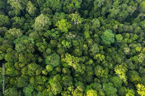 View Of Tropical Rainforest © Mohd Khairil