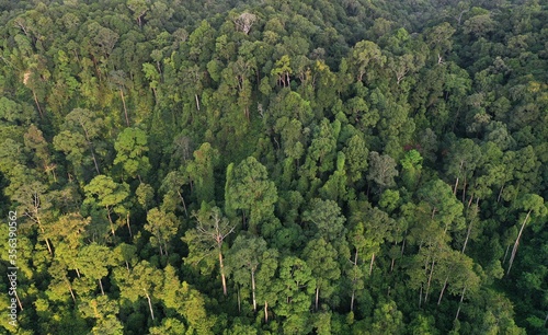 Tropical rainforest view of Borneo Rainforest