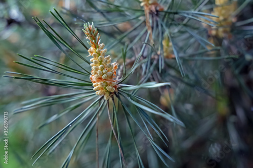 scenic nature landscape with yellow fir cone close up on green leaves background