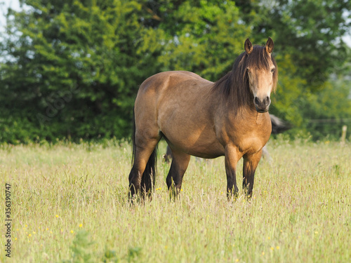Pretty Pony In Long Grass © Nigel Baker