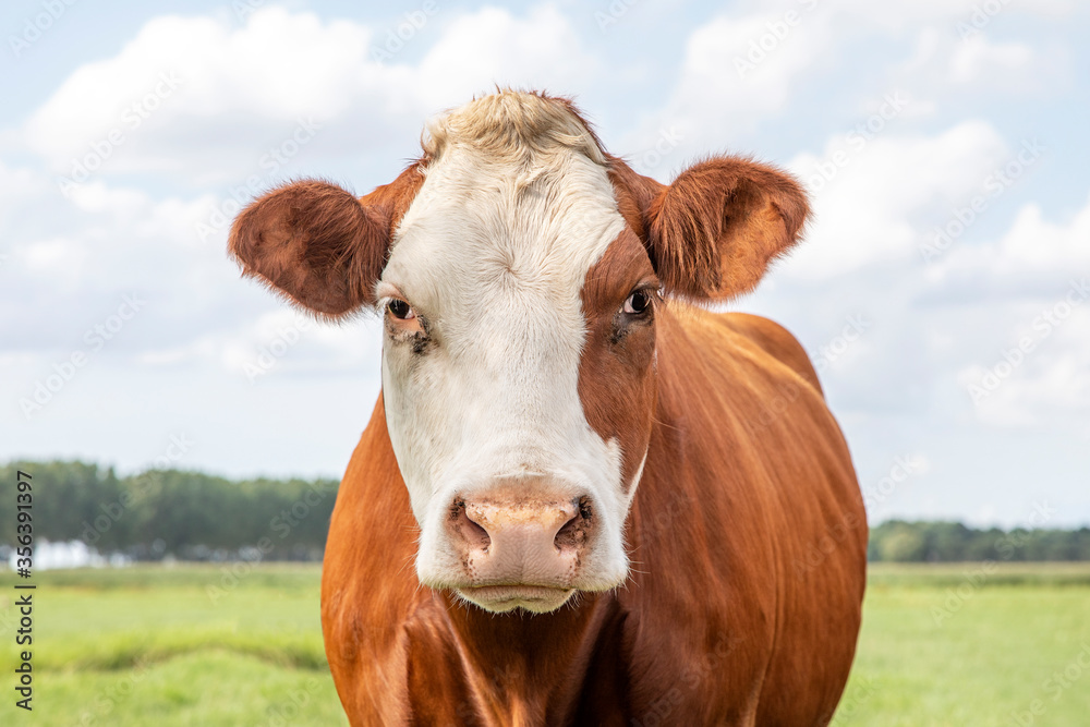 Big red cow with white face, pink nose and friendly and calm expression, a sky background