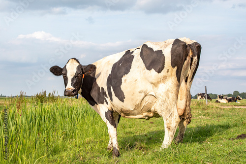 Black and white cow from behind, looking backwards in the field under a pale blue sky and a hoof with manure