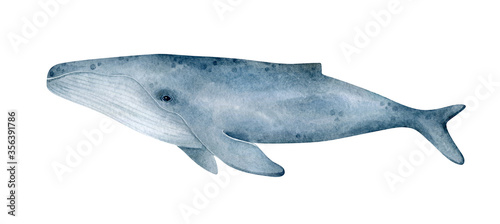 Watercolor blue whale illustration isolated on white background. Hand-painted realistic underwater animal art.