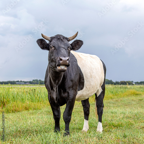 Lakenvelder  a black Dutch Belted cow  with horns and mouth open with blue tongue  in the field on a sunny day  and with blue sky with a few clouds.