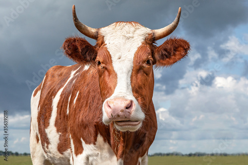 Schilderij op canvas Portrait of the head of a red cow with horns and white blaze, ruminating chewing
