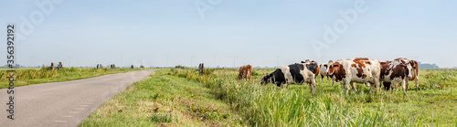 Foto Deserted country road through the meadows, a grazing herd of cows in the field i