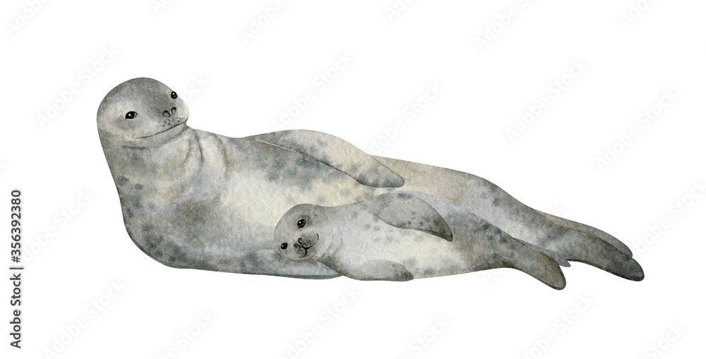 Obraz Watercolor illustration with seal isolated on white. Hand-painted realistic underwater animal. Leopard seal and baby seal. Marine mammal for poster, nursery decor, cards. Antarctic series.
