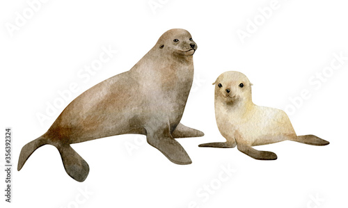 Watercolor illustration with seal isolated on white. Hand-painted realistic underwater animal. Fur-seal and pup seal. Marine mammal for poster, nursery decor, cards. Antarctic series.