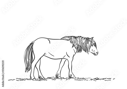 Skech of horse with long mane, Vector sketch Hand drawn illustration