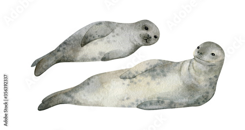 Watercolor illustration with seal isolated on white. Hand-painted realistic underwater animal. Leopard seal and baby seal. Marine mammal for poster, nursery decor, cards. Antarctic series. © Kate K.