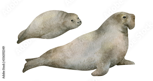 Watercolor illustration with seal isolated on white. Hand-painted realistic underwater animal. Elephant seal family. Marine mammal for poster, nursery decor, cards. Antarctic series. © Kate K.