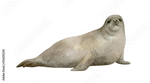 Watercolor illustration with seal isolated on white. Hand-painted realistic underwater animal. Fur-seal and pup seal. Marine mammal for poster, nursery decor, cards. Antarctic series.