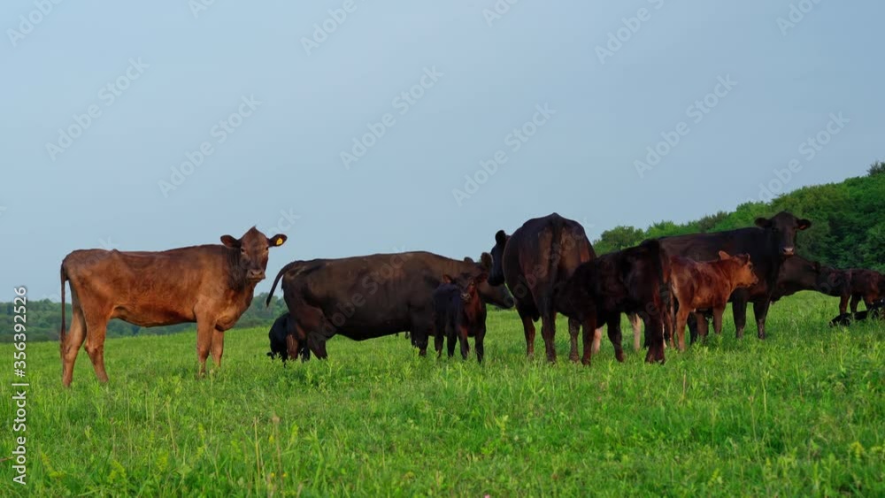Cows and calves graze in the meadow Cows and calves graze in the meadow