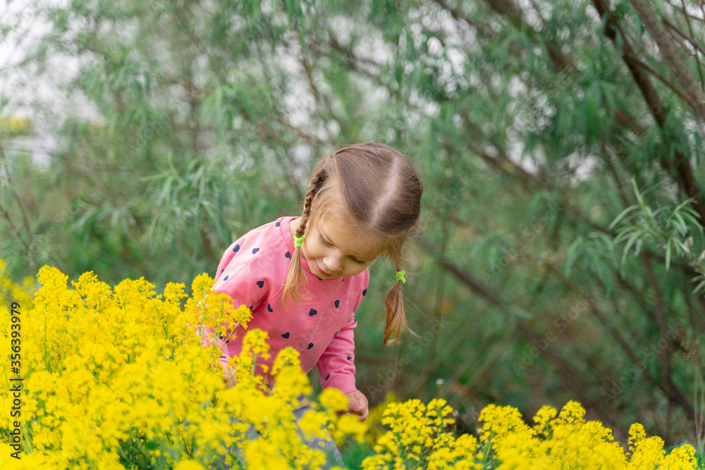 3-4 year old girl in a pink sweater admires spring yellow flowers 3-4 year old girl in a pink sweater admires spring yellow flowers