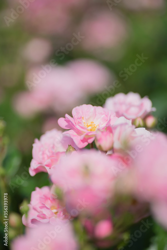 close up of pink rose