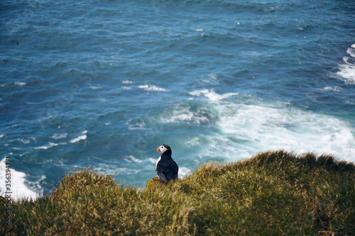 Puffin on the rocks at latrabjarg, the westernmost point in Iceland, on a sunny day. Blue, wavy ocean in the background.