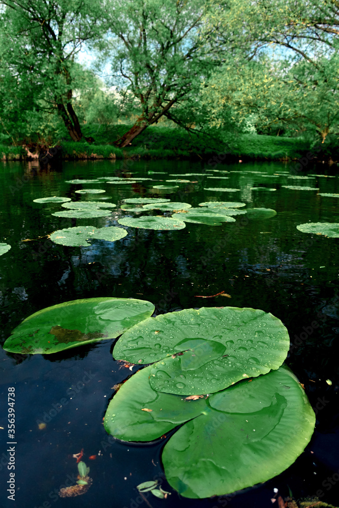 River with water lilies in summer. River rafting in summer. Packrafting in wilderness. River with water lilies in summer. River rafting in summer. Packrafting in wilderness.