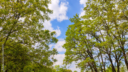 Trees on blue sky background with clouds