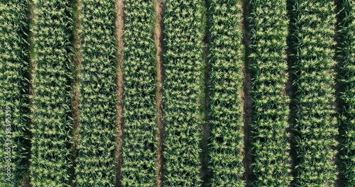 An aerial view of Corn Fields. Corn Farm. photo