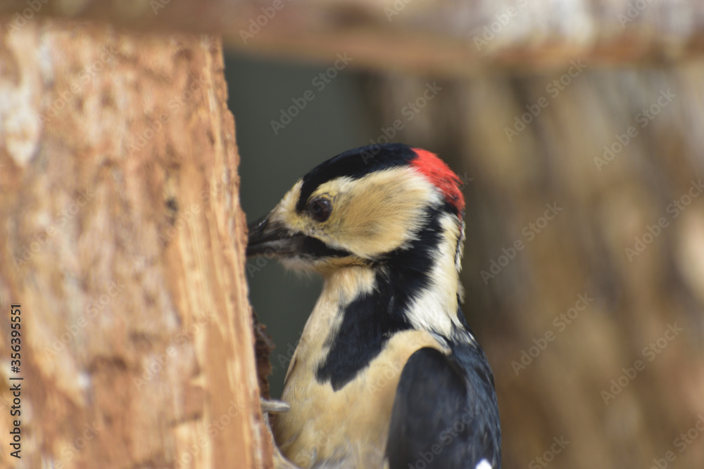 Fototapeta premium 旭山動物園 アカゲラ