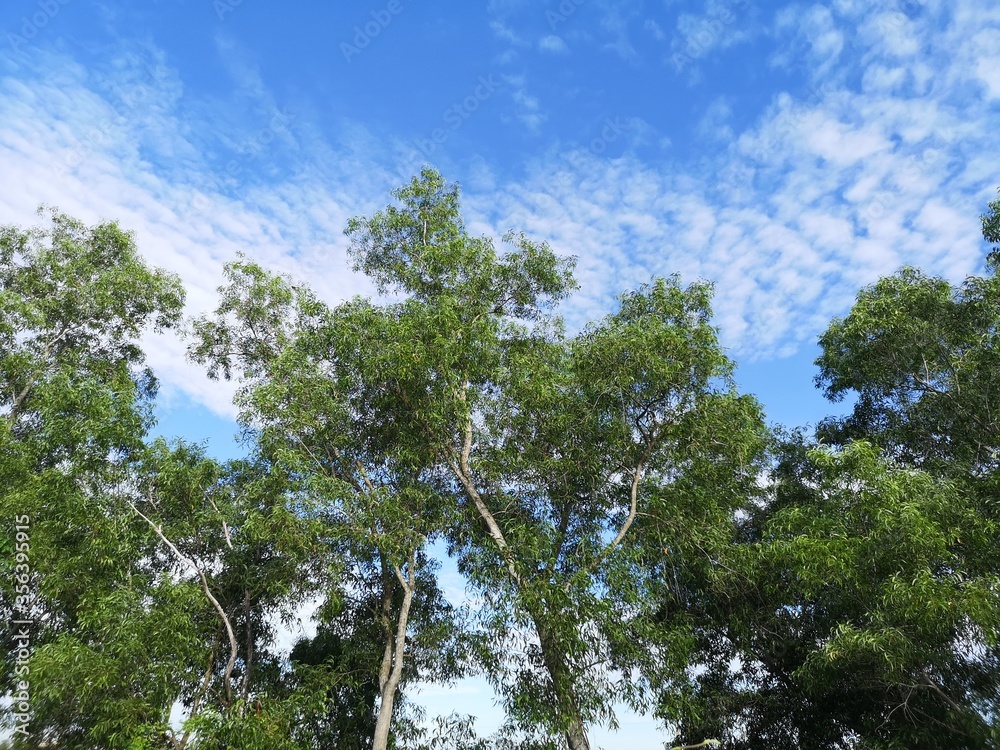 green bush tree and white cloud in blue sky nature background green bush tree and white cloud in blue sky nature background