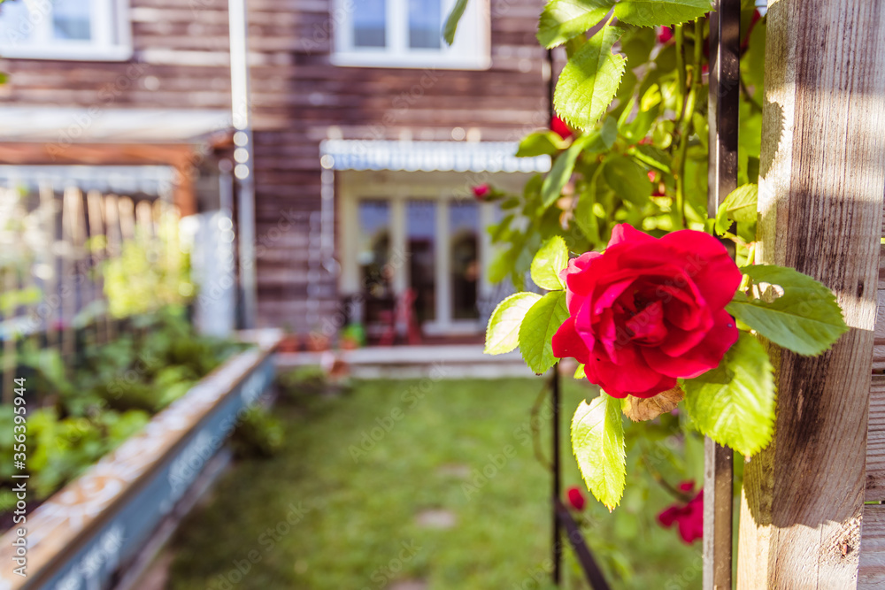 Fototapeta premium Idyllic garden in summer. Close up of rose flower, veranda, garden and house in the blurry background