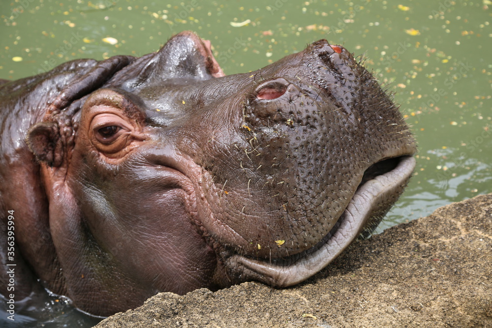 Fototapeta premium カバ