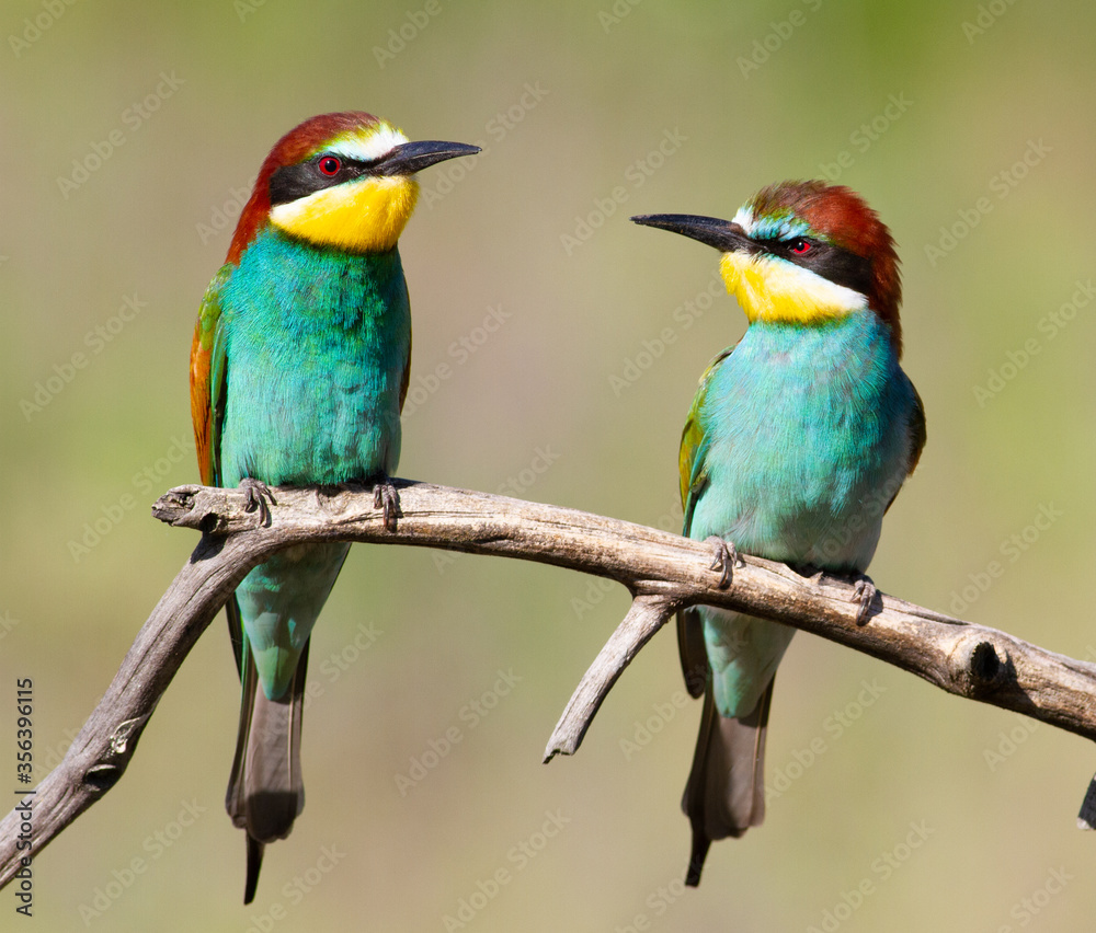 European bee-eater, merops apiaster. An early sunny morning family of birds sitting on a branch European bee-eater, merops apiaster. An early sunny morning family of birds sitting on a branch