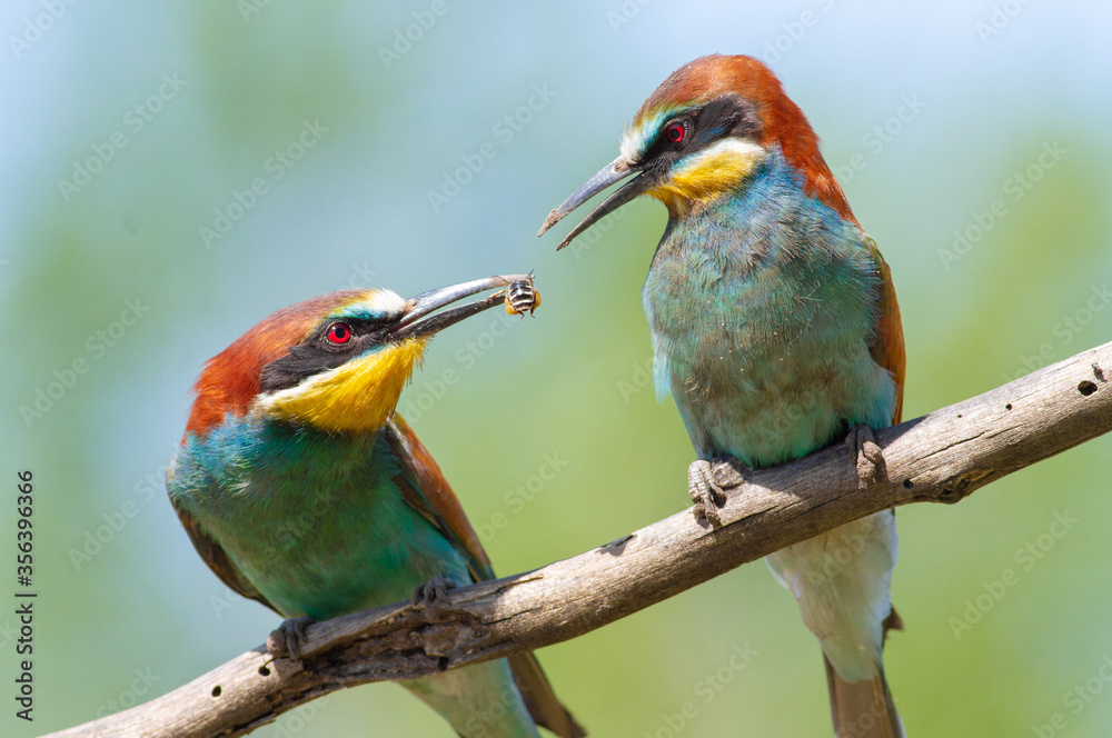 Fototapeta premium European bee-eater, merops apiaster. The male gives the bee to the female, the courtship period in birds