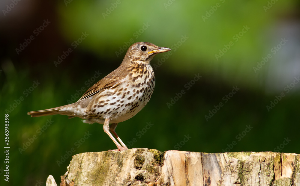 Fototapeta premium Song thrush, Turdus philomelos. Beautiful songbird sits on an old stump