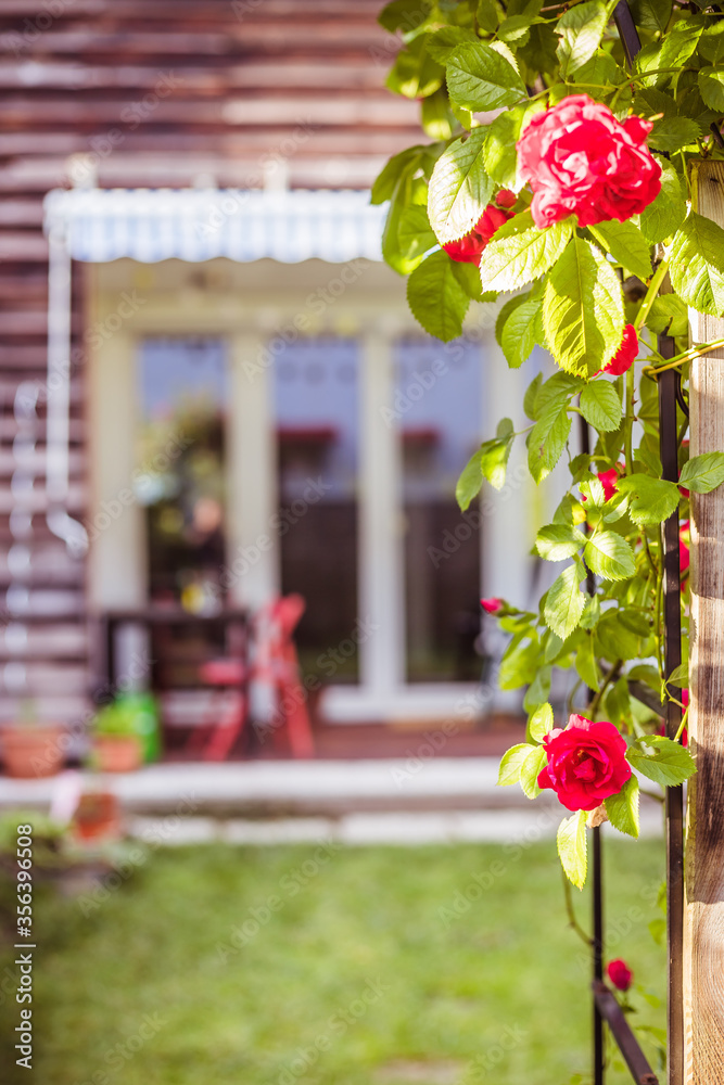 Idyllic garden in summer. Close up of rose flower, veranda, garden and house in the blurry background
