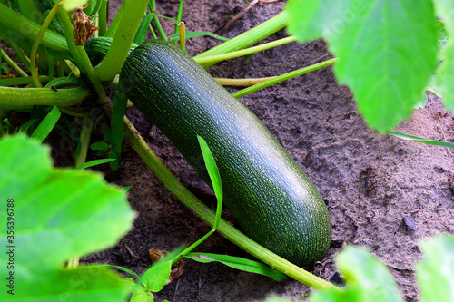 Fresh marrow vegetable on garden bed