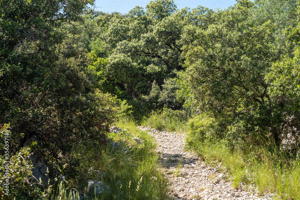 Obraz premium trees in the forest