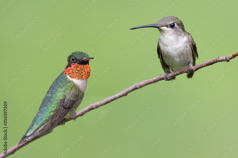 Obraz premium Male and Female Ruby-throated Hummingbird