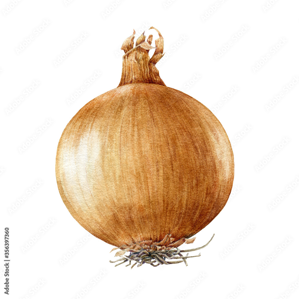 Golden onion bulb watercolor illustration. Realistic vegetable root hand drawn image. Organic fresh onion close up object. Natural vegan raw bulb isolated on white background