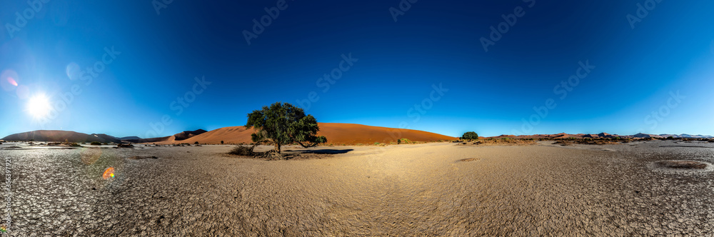 Vegetation in the Namib Desert in Sossusvlei