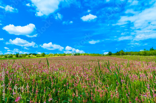Bright and sunny day flower field blue sky